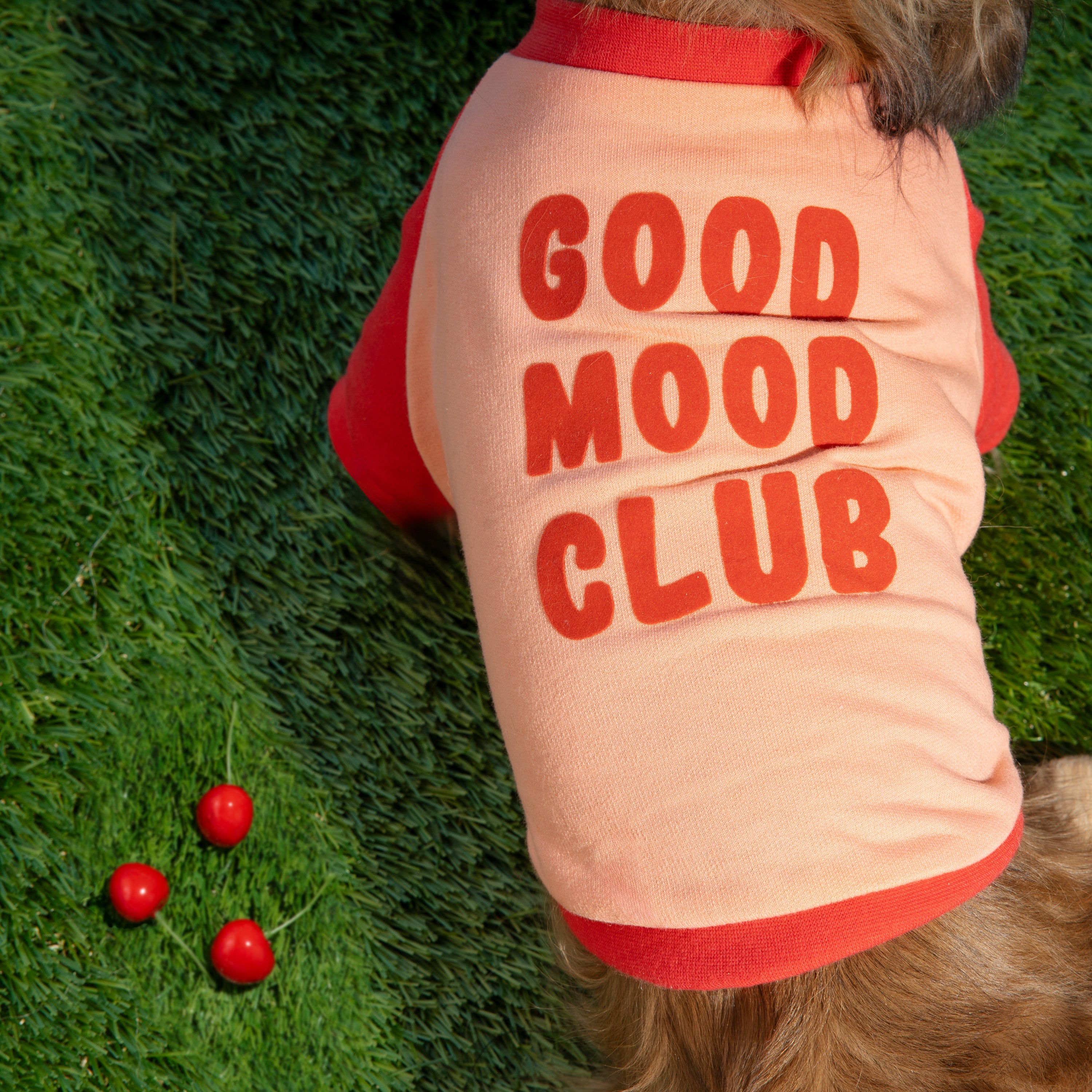 Raglan Dog T-Shirt