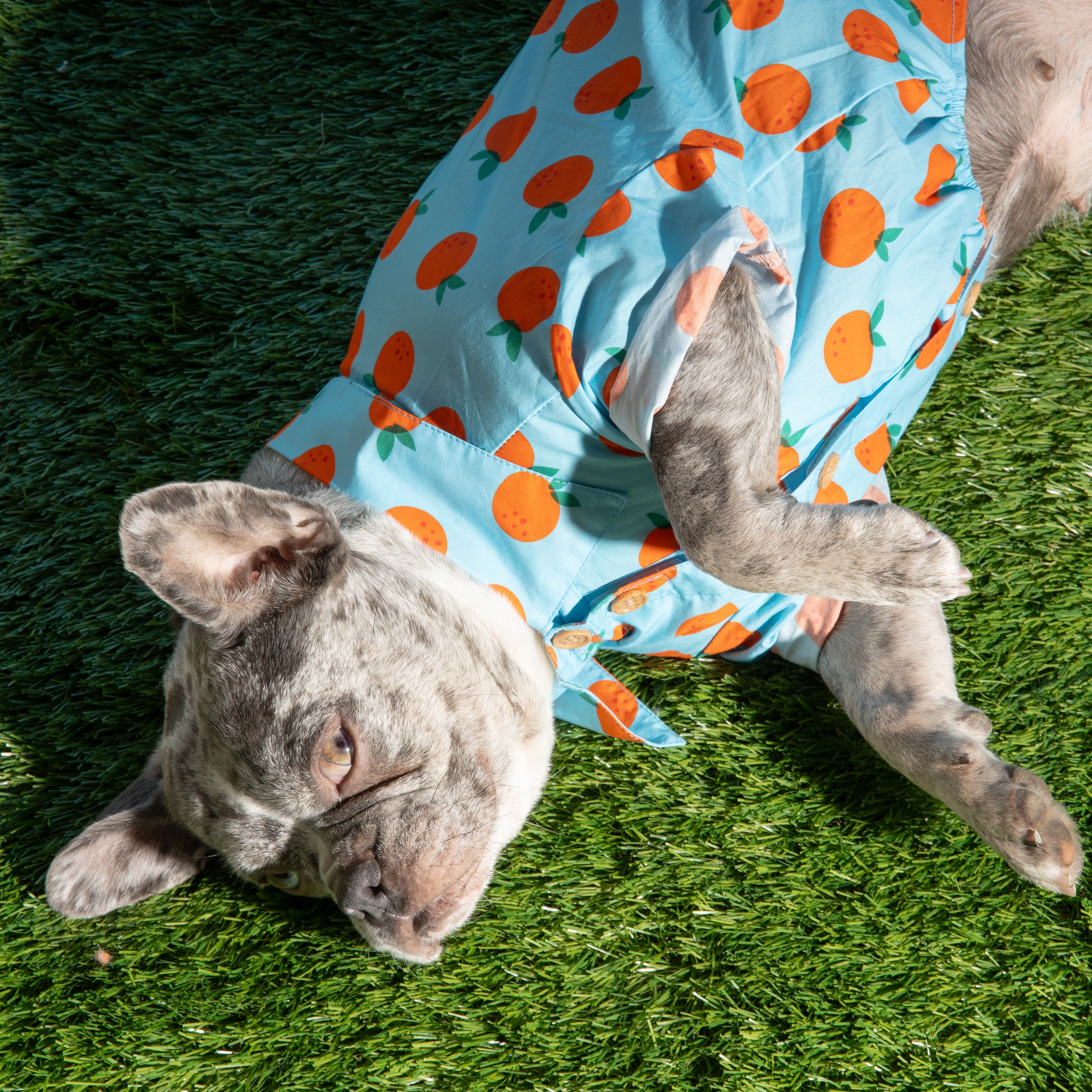 Boxy Button-Up Dog Shirt