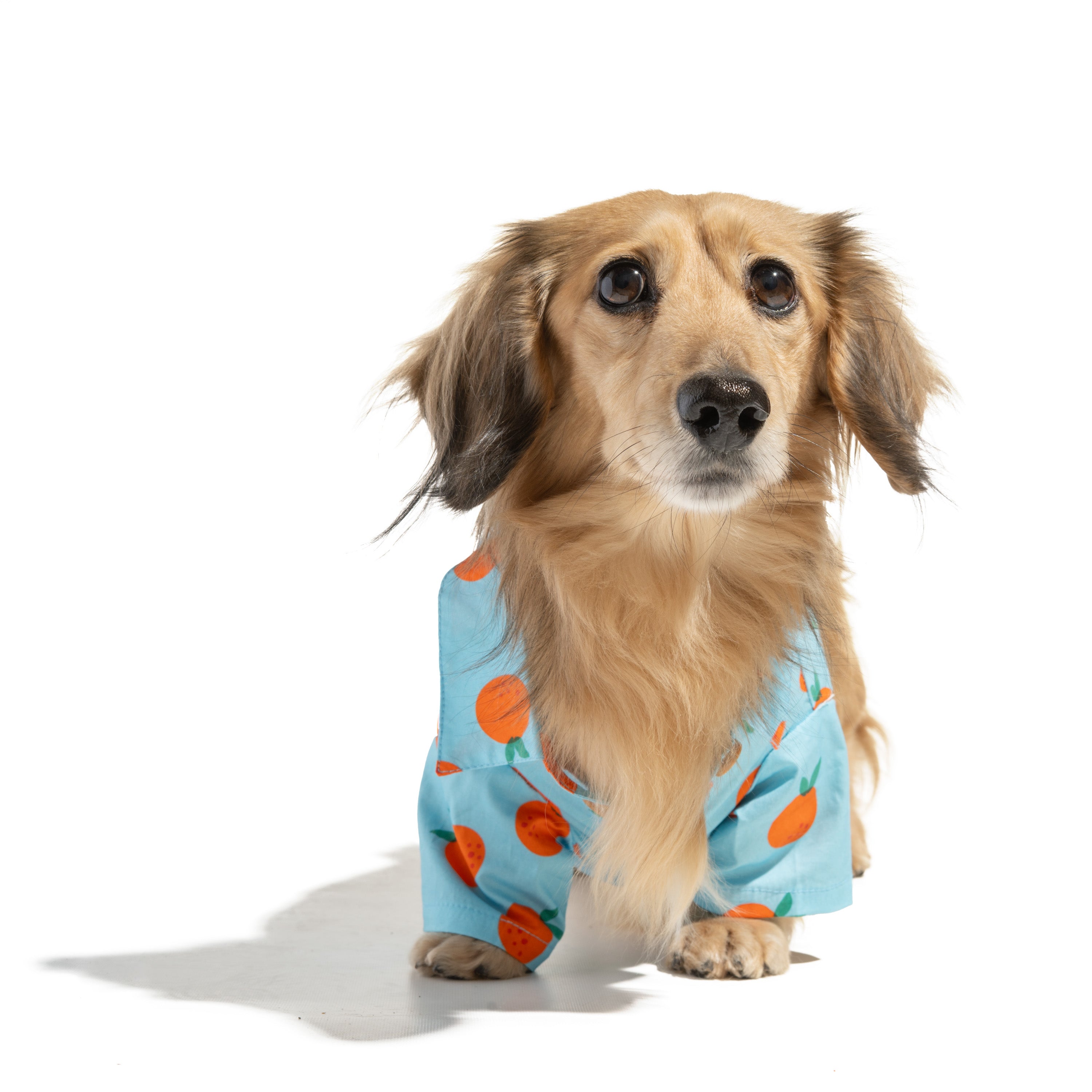Boxy Button-Up Dog Shirt