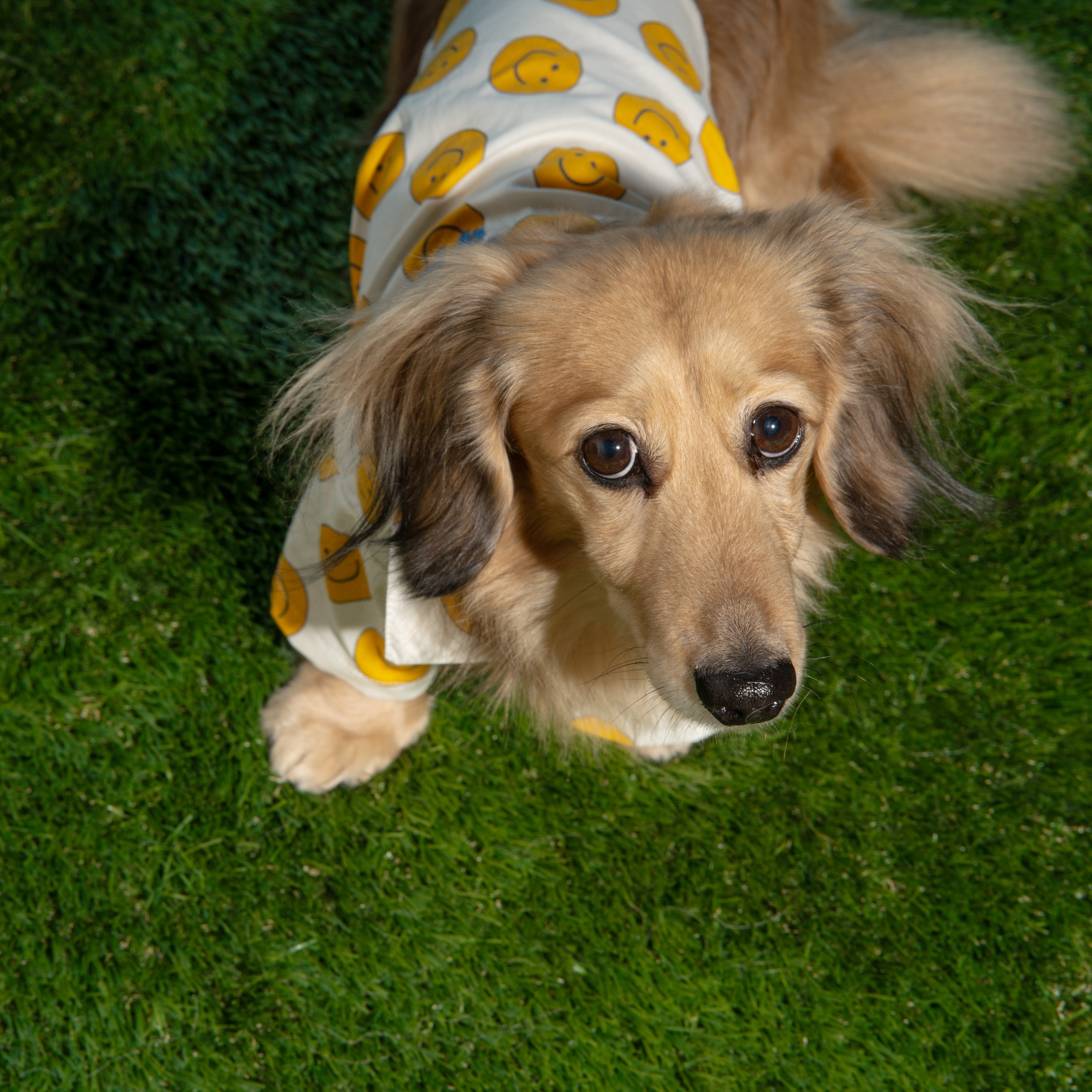 Boxy Button-Up Dog Shirt